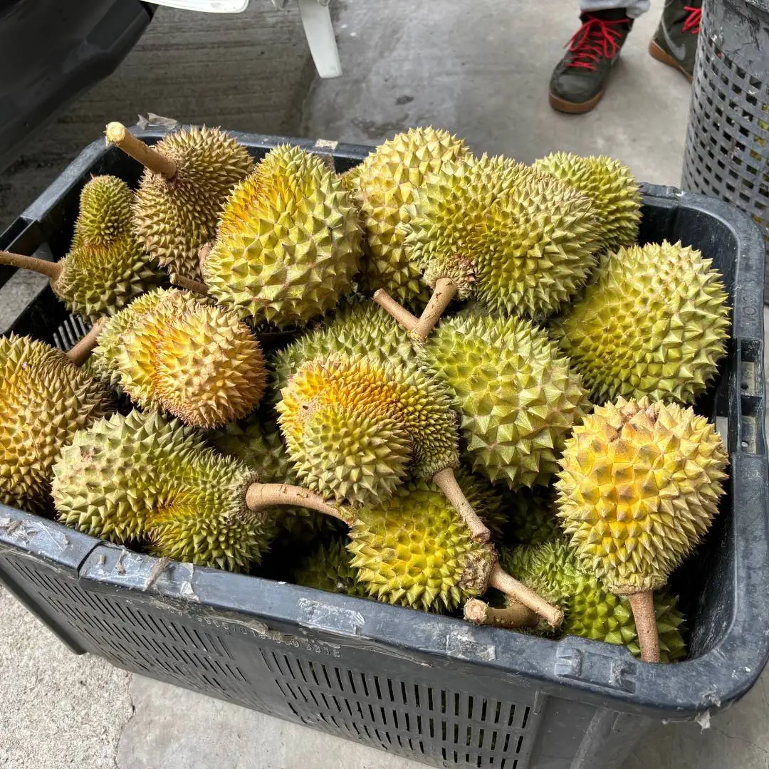 LKZ Durian-06