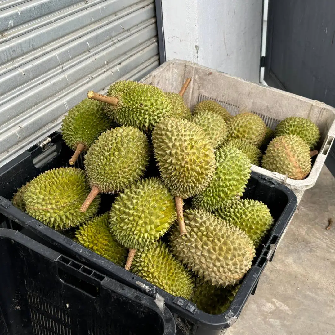 LKZ Durian-07